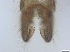  ( - RMNH.5091697)  @11 [ ] CreativeCommons - Attribution Non-Commercial Share-Alike (2018) Unspecified Naturalis Biodiversity Center