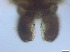  (Tanypus vilipennis - RMNH.5091705)  @11 [ ] CreativeCommons - Attribution Non-Commercial Share-Alike (2018) Unspecified Naturalis Biodiversity Center