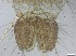  ( - RMNH.5091709)  @11 [ ] CreativeCommons - Attribution Non-Commercial Share-Alike (2018) Unspecified Naturalis Biodiversity Center