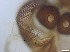  ( - RMNH.5091709)  @11 [ ] CreativeCommons - Attribution Non-Commercial Share-Alike (2018) Unspecified Naturalis Biodiversity Center