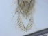  ( - RMNH.5091711)  @11 [ ] CreativeCommons - Attribution Non-Commercial Share-Alike (2018) Unspecified Naturalis Biodiversity Center