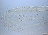  ( - RMNH.5091711)  @11 [ ] CreativeCommons - Attribution Non-Commercial Share-Alike (2018) Unspecified Naturalis Biodiversity Center
