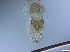  ( - RMNH.5091711)  @11 [ ] CreativeCommons - Attribution Non-Commercial Share-Alike (2018) Unspecified Naturalis Biodiversity Center