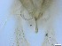  ( - RMNH.5091711)  @11 [ ] CreativeCommons - Attribution Non-Commercial Share-Alike (2018) Unspecified Naturalis Biodiversity Center
