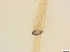  ( - RMNH.5091711)  @11 [ ] CreativeCommons - Attribution Non-Commercial Share-Alike (2018) Unspecified Naturalis Biodiversity Center
