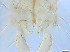  ( - RMNH.5091712)  @11 [ ] CreativeCommons - Attribution Non-Commercial Share-Alike (2018) Unspecified Naturalis Biodiversity Center
