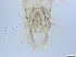  ( - RMNH.5091712)  @11 [ ] CreativeCommons - Attribution Non-Commercial Share-Alike (2018) Unspecified Naturalis Biodiversity Center