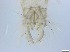  ( - RMNH.5091712)  @11 [ ] CreativeCommons - Attribution Non-Commercial Share-Alike (2018) Unspecified Naturalis Biodiversity Center