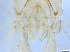  ( - RMNH.5091712)  @11 [ ] CreativeCommons - Attribution Non-Commercial Share-Alike (2018) Unspecified Naturalis Biodiversity Center