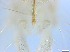  ( - RMNH.5091712)  @11 [ ] CreativeCommons - Attribution Non-Commercial Share-Alike (2018) Unspecified Naturalis Biodiversity Center