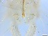  ( - RMNH.5091712)  @11 [ ] CreativeCommons - Attribution Non-Commercial Share-Alike (2018) Unspecified Naturalis Biodiversity Center