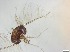  ( - RMNH.5091717)  @11 [ ] CreativeCommons - Attribution Non-Commercial Share-Alike (2018) Unspecified Naturalis Biodiversity Center