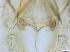  ( - RMNH.5091722)  @11 [ ] CreativeCommons - Attribution Non-Commercial Share-Alike (2018) Unspecified Naturalis Biodiversity Center