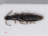  ( - RMNH.INS.535015)  @11 [ ] CreativeCommons - Attribution Non-Commercial Share-Alike (2013) Unspecified Naturalis Biodiversity Center