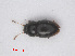  ( - RMNH.INS.535026)  @14 [ ] CreativeCommons - Attribution Non-Commercial Share-Alike (2013) Unspecified Naturalis Biodiversity Center
