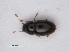  ( - RMNH.INS.535027)  @14 [ ] CreativeCommons - Attribution Non-Commercial Share-Alike (2013) Unspecified Naturalis Biodiversity Center