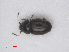  ( - RMNH.INS.535030)  @14 [ ] CreativeCommons - Attribution Non-Commercial Share-Alike (2013) Unspecified Naturalis Biodiversity Center