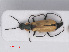  ( - RMNH.INS.535083)  @13 [ ] CreativeCommons - Attribution Non-Commercial Share-Alike (2013) Unspecified Naturalis Biodiversity Center