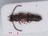  ( - RMNH.INS.535095)  @11 [ ] CreativeCommons - Attribution Non-Commercial Share-Alike (2013) Unspecified Naturalis Biodiversity Center