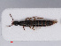  ( - RMNH.INS.535097)  @11 [ ] CreativeCommons - Attribution Non-Commercial Share-Alike (2013) Unspecified Naturalis Biodiversity Center