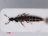  ( - RMNH.INS.535098)  @11 [ ] CreativeCommons - Attribution Non-Commercial Share-Alike (2013) Unspecified Naturalis Biodiversity Center