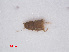  ( - RMNH.INS.535105)  @12 [ ] CreativeCommons - Attribution Non-Commercial Share-Alike (2013) Unspecified Naturalis Biodiversity Center