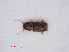  ( - RMNH.INS.535107)  @12 [ ] CreativeCommons - Attribution Non-Commercial Share-Alike (2013) Unspecified Naturalis Biodiversity Center