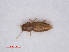  ( - RMNH.INS.535111)  @12 [ ] CreativeCommons - Attribution Non-Commercial Share-Alike (2013) Unspecified Naturalis Biodiversity Center