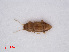  ( - RMNH.INS.535112)  @12 [ ] CreativeCommons - Attribution Non-Commercial Share-Alike (2013) Unspecified Naturalis Biodiversity Center