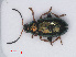  ( - RMNH.INS.535214)  @13 [ ] CreativeCommons - Attribution Non-Commercial Share-Alike (2013) Unspecified Naturalis Biodiversity Center