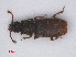  ( - RMNH.INS.535245)  @11 [ ] CreativeCommons - Attribution Non-Commercial Share-Alike (2013) Unspecified Naturalis Biodiversity Center