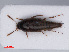  ( - RMNH.INS.535261)  @12 [ ] CreativeCommons - Attribution Non-Commercial Share-Alike (2013) Unspecified Naturalis Biodiversity Center