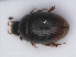  ( - RMNH.INS.535277)  @11 [ ] CreativeCommons - Attribution Non-Commercial Share-Alike (2013) Unspecified Naturalis Biodiversity Center
