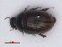  ( - RMNH.INS.535278)  @11 [ ] CreativeCommons - Attribution Non-Commercial Share-Alike (2013) Unspecified Naturalis Biodiversity Center
