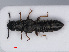  (Anotylus sculpturatus - RMNH.INS.535303)  @14 [ ] CreativeCommons - Attribution Non-Commercial Share-Alike (2013) Unspecified Naturalis Biodiversity Center