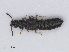  (Anotylus nitidulus - RMNH.INS.535314)  @14 [ ] CreativeCommons - Attribution Non-Commercial Share-Alike (2013) Unspecified Naturalis Biodiversity Center