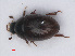  ( - RMNH.INS.535316)  @11 [ ] CreativeCommons - Attribution Non-Commercial Share-Alike (2013) Unspecified Naturalis Biodiversity Center
