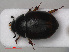  ( - RMNH.INS.535384)  @11 [ ] CreativeCommons - Attribution Non-Commercial Share-Alike (2012) Unspecified Naturalis, Biodiversity Centre