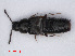  (Acrotona nigerrima - RMNH.INS.535408)  @14 [ ] CreativeCommons - Attribution Non-Commercial Share-Alike (2013) Unspecified Naturalis Biodiversity Center