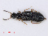  (Coryphium - RMNH.INS.535491)  @14 [ ] CreativeCommons - Attribution Non-Commercial Share-Alike (2013) Unspecified Naturalis Biodiversity Center