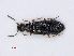  ( - RMNH.INS.535492)  @14 [ ] CreativeCommons - Attribution Non-Commercial Share-Alike (2013) Unspecified Naturalis Biodiversity Center