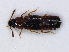  (Dropephylla ioptera - RMNH.INS.535500)  @14 [ ] CreativeCommons - Attribution Non-Commercial Share-Alike (2013) Unspecified Naturalis Biodiversity Center