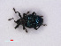  ( - RMNH.INS.535511)  @12 [ ] CreativeCommons - Attribution Non-Commercial Share-Alike (2013) Unspecified Naturalis Biodiversity Center