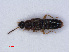  ( - RMNH.INS.535551)  @13 [ ] CreativeCommons - Attribution Non-Commercial Share-Alike (2013) Unspecified Naturalis Biodiversity Center
