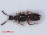  ( - RMNH.INS.535579)  @13 [ ] CreativeCommons - Attribution Non-Commercial Share-Alike (2013) Unspecified Naturalis Biodiversity Center