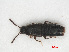  (Acrotona orphana - RMNH.INS.535616)  @11 [ ] CreativeCommons - Attribution Non-Commercial Share-Alike (2013) Unspecified Naturalis Biodiversity Center