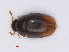  ( - RMNH.INS.535668)  @11 [ ] CreativeCommons - Attribution Non-Commercial Share-Alike (2013) Unspecified Naturalis Biodiversity Center