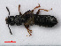  ( - RMNH.INS.535716)  @13 [ ] CreativeCommons - Attribution Non-Commercial Share-Alike (2012) Unspecified Naturalis, Biodiversity Centre