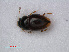  (Ptenidium intermedium - RMNH.INS.535723)  @13 [ ] CreativeCommons - Attribution Non-Commercial Share-Alike (2012) Unspecified Naturalis, Biodiversity Centre