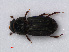  ( - RMNH.INS.535750)  @14 [ ] CreativeCommons - Attribution Non-Commercial Share-Alike (2012) Unspecified Naturalis, Biodiversity Centre